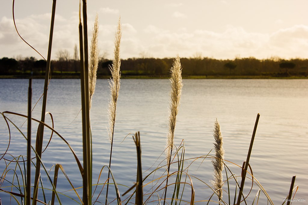 Décrassage ou démoussage de toiture Tournefeuille