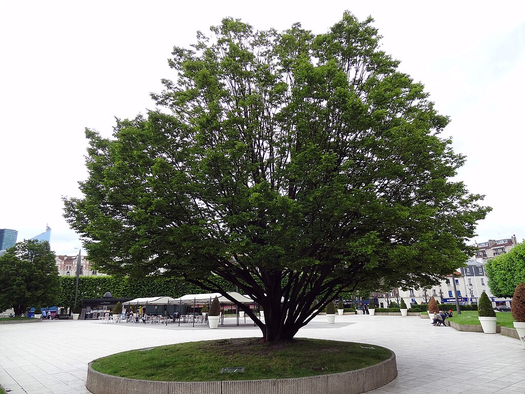 Décrassage ou démoussage de toiture Puteaux