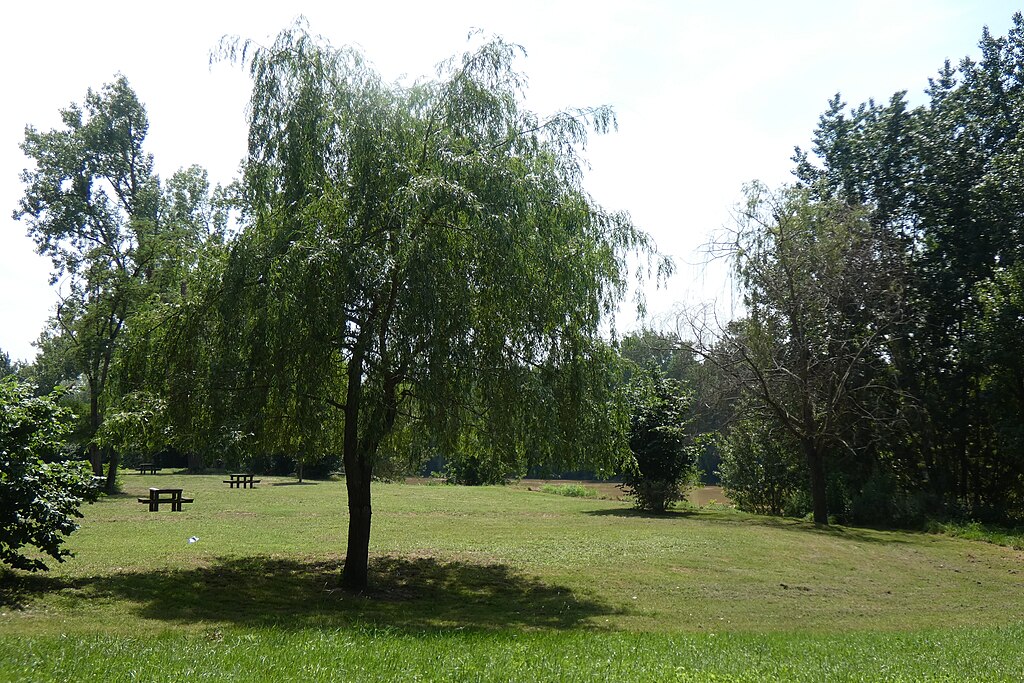 Décrassage ou démoussage de toiture Marmande
